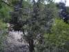 « Λατζιά Γίγας» στον «Γκρεμό της Πελλής» / A Gigantic golden oak shrub at the location “Gkremos tis Pellis”