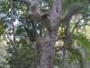 Ο γέρο- πλάτανος  στην περιοχή «Μαύρες Συκιές» / An old platan tree at the location “Mavres Sykies”