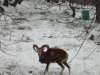 Χιόνια στο χωριό / Snow in the village